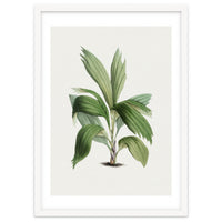 Areca Palm (Hand Drawn Botanical Illustration)