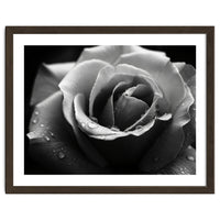 Ethereal Monochromatic Rose Petal Macro