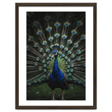 Peacock Portrait Photography thumbnail