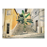 Lisbon Palm Tree (Print Only) thumbnail
