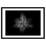 Backyard Flowers In Black And White No 28 Flow Version thumbnail