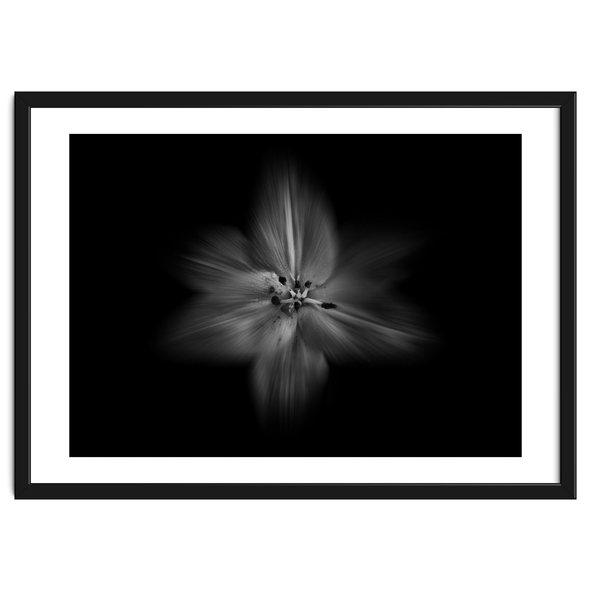 Backyard Flowers In Black And White No 28 Flow Version