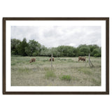 Cows in the farm thumbnail