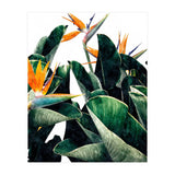 Paradise Bird, Nature Botanical Plant Floral, Tropical Garden Watercolor Painting (Print Only) thumbnail