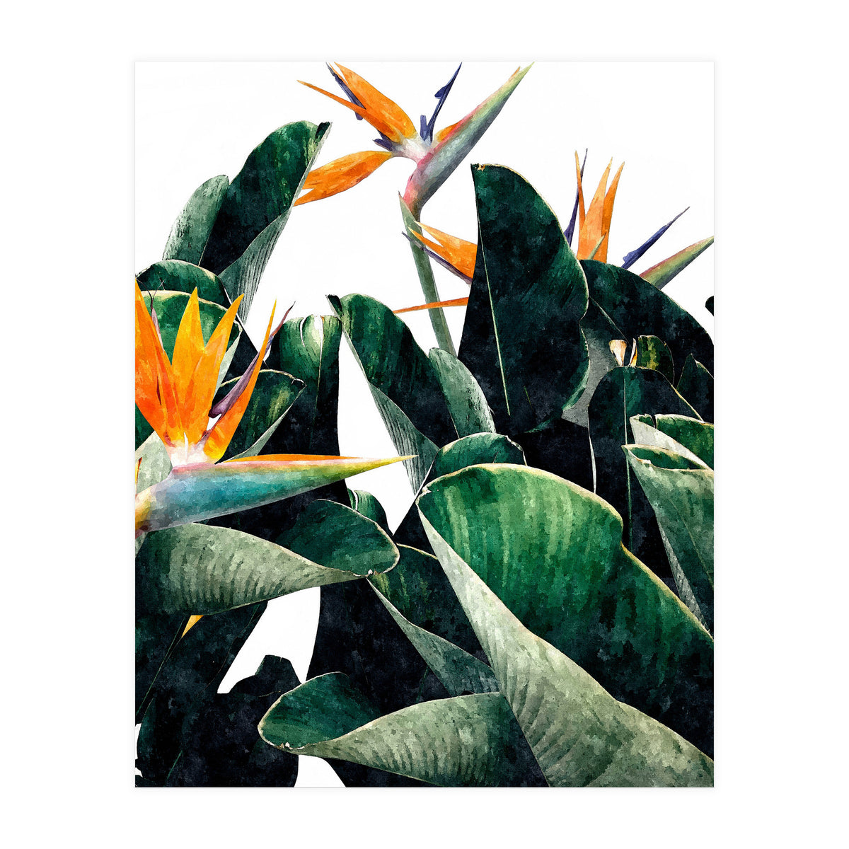 Paradise Bird, Nature Botanical Plant Floral, Tropical Garden Watercolor Painting (Print Only)