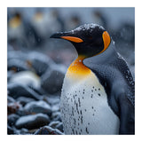 King Penguin Standing In Snowfall Outdoors (Print Only) thumbnail