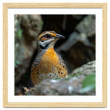Colorful Bird Perched Among Rocks And Foliage thumbnail