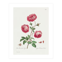 John Edwards – Larger Provence Rose (1770–1775) (Print Only)