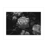 Dark Paradise | Black & White (Print Only) thumbnail