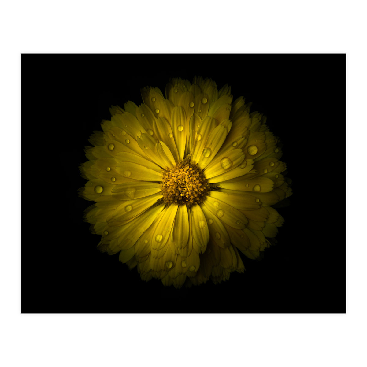 Backyard Flowers No 10 Color Version (Print Only)