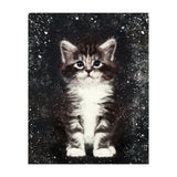 Bicolor Cute Kitten Portrait (Print Only) thumbnail