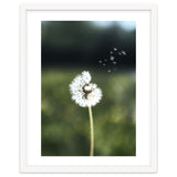 Dandelion Wish Photography thumbnail