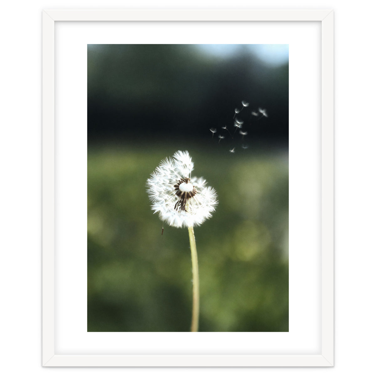 Dandelion Wish Photography