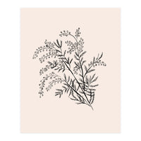 Acacia Botanical illustration (Print Only)