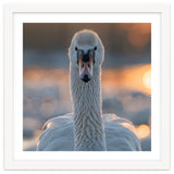 Close Up Portrait Of A Majestic Swan thumbnail