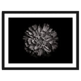 Backyard Flowers In Black And White No 79 thumbnail