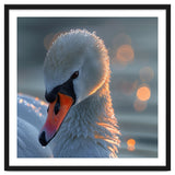 Close Up Of A Swan With Water Droplets thumbnail
