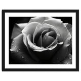 Ethereal Monochromatic Rose Petal Macro thumbnail