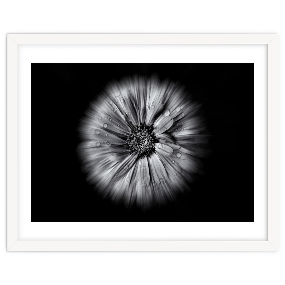 Backyard Flowers In Black And White No 10 Flow Version