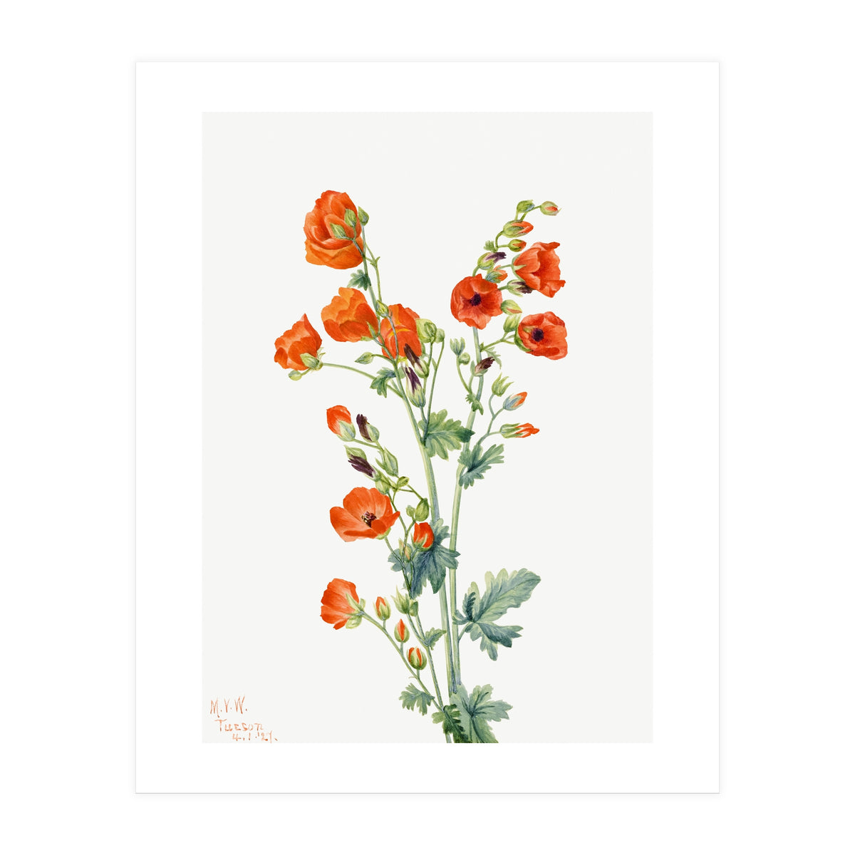 Mary Vaux Walcott – Scarlet Globe Mallow (Sphaeralcea grossulariaefolia) (1927) (Print Only)