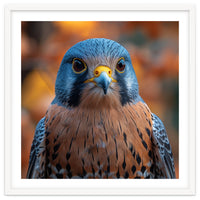 Close Up Of A Kestrel Bird Of Prey Portrait