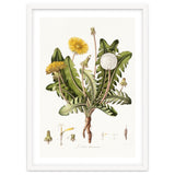 William Curtis – Dandelion (1777–1798) thumbnail