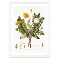 William Curtis – Dandelion (1777–1798)