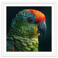 Close Up Colorful Parrot Bird Feather