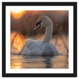 Majestic Swan Swimming At Sunrise Serene Water thumbnail