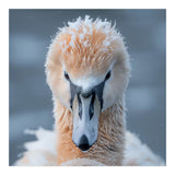 Majestic Swan Covered In Frost And Snow (Print Only) thumbnail