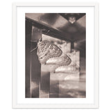 Evolving | Sepia thumbnail