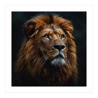 Majestic Lion Portrait In Gentle Rain (Print Only)