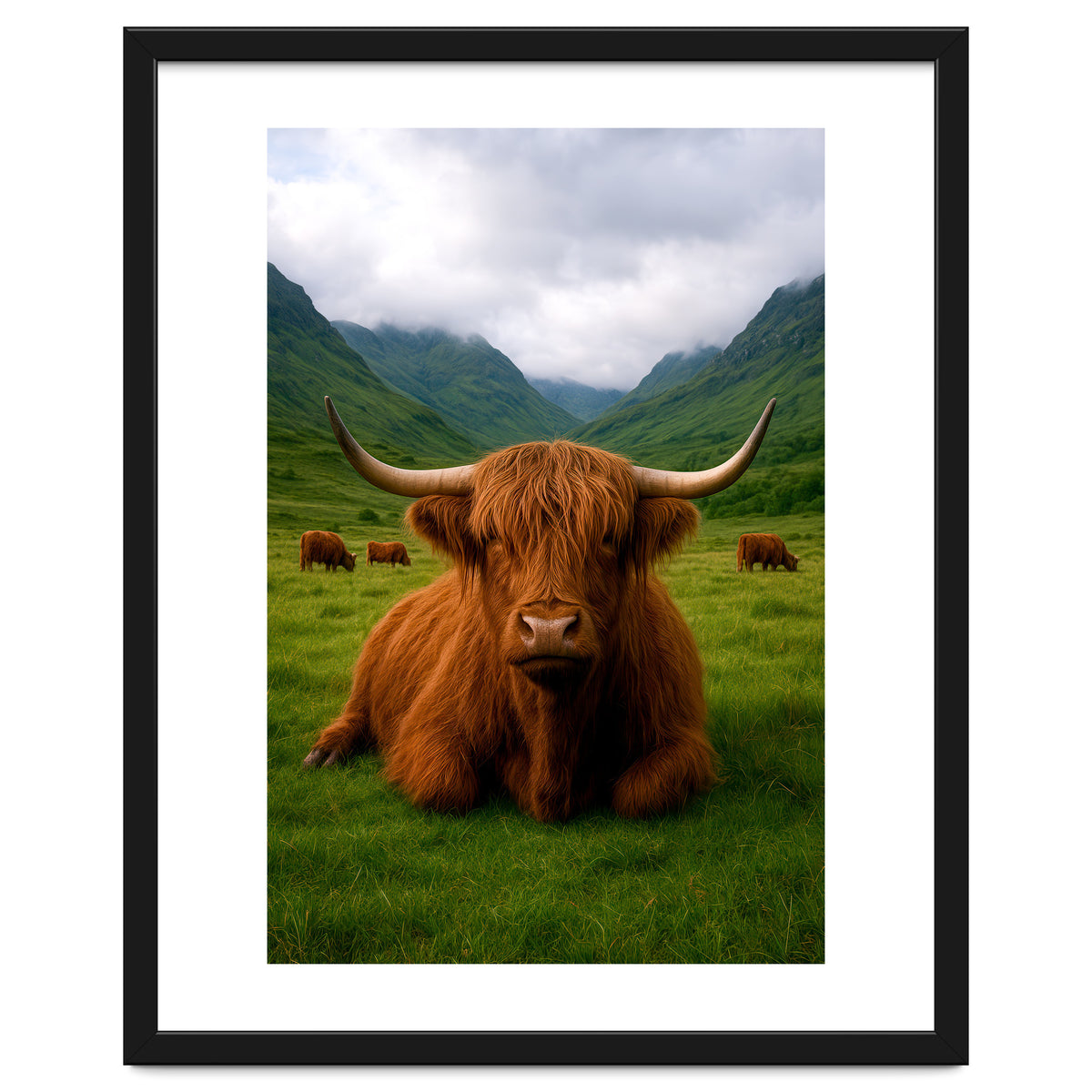 Highland Cow in Scotland