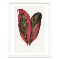 Alexander Francis Lydon & Benjamin Fawsett – Pink Dracaena Terminalis Leaf (1865)