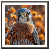Close Up Of A Kestrel Bird Of Prey thumbnail