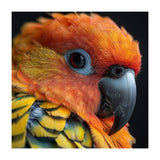 Close Up Of A Sun Conure Parrot's Head (Print Only) thumbnail