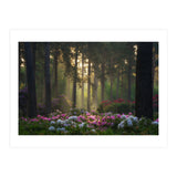 Rhododendron forest (Print Only) thumbnail