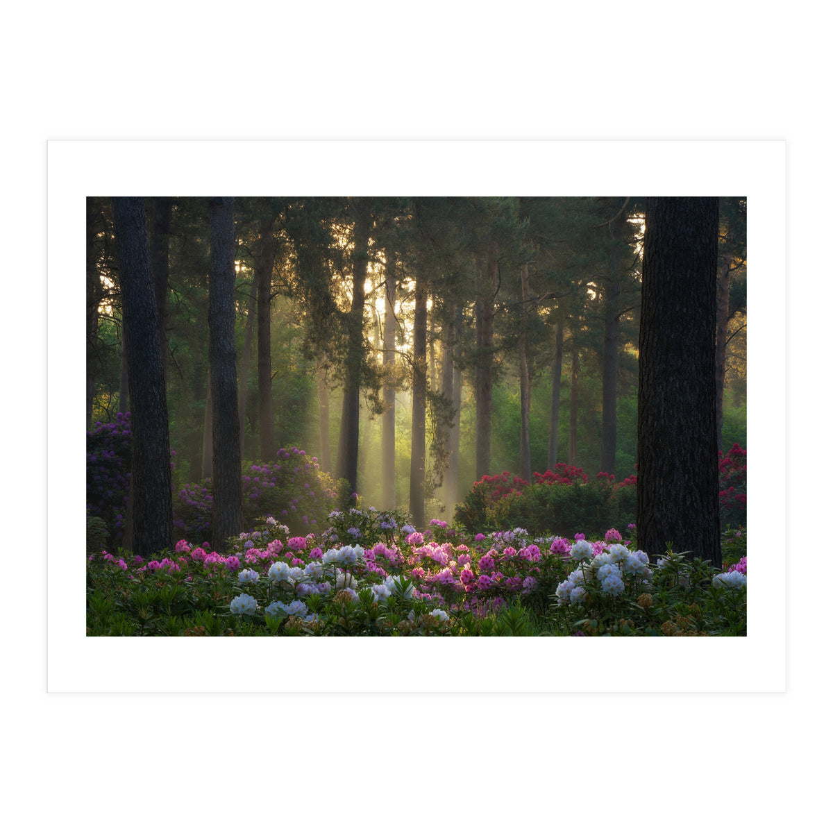 Rhododendron forest (Print Only)