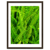 Green Ferns thumbnail
