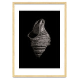 Shells No 2 thumbnail