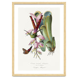 Paul Gervais – Hummingbird Painting (1842) thumbnail