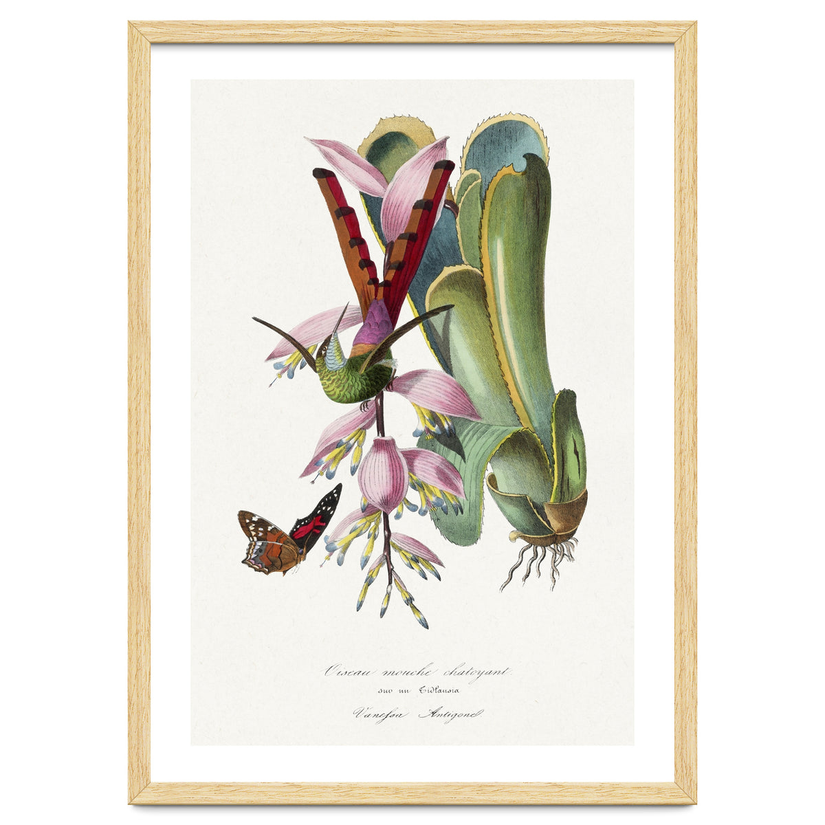 Paul Gervais – Hummingbird Painting (1842)