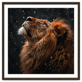 Lion Looking Up In The Snow Majestic thumbnail