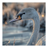 Close Up Of A Swan Covered In Frost (Print Only) thumbnail