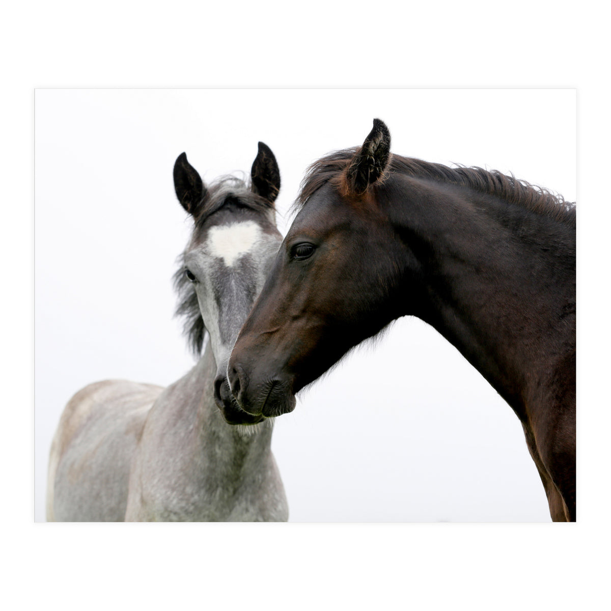 Two Horses (Print Only)