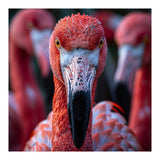 Close Up Of A Flamingo Bird Face, Pink Feathers (Print Only) thumbnail