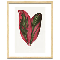Alexander Francis Lydon & Benjamin Fawsett – Pink Dracaena Terminalis Leaf (1865)