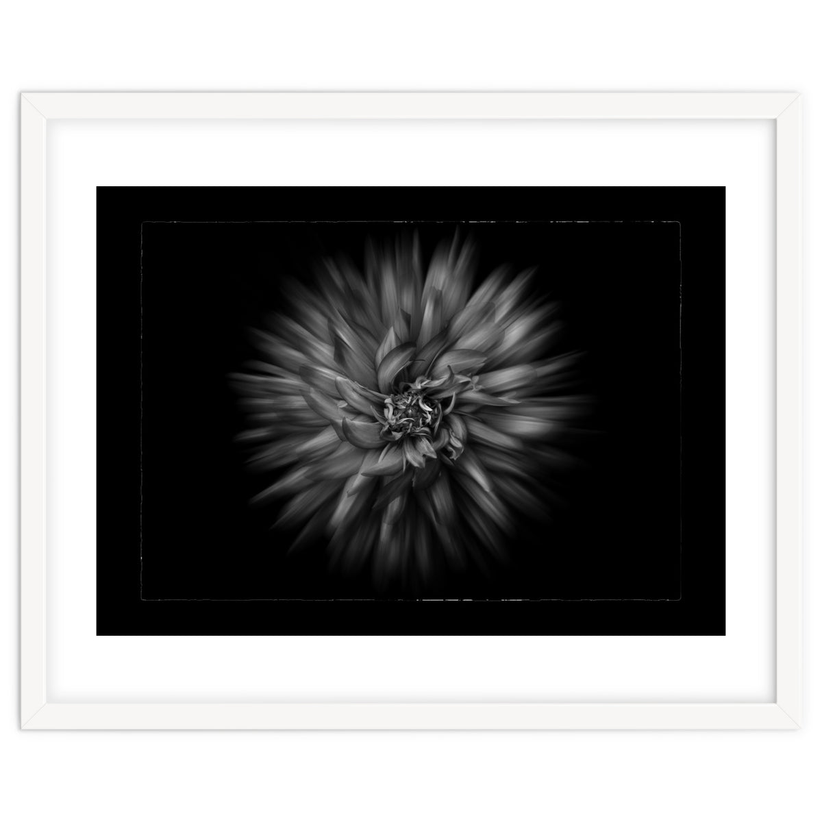 Backyard Flowers In Black And White No 20 Flow Version with Border