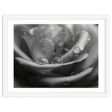 Ethereal Monochromatic Rose Petal Macro thumbnail