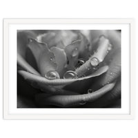 Ethereal Monochromatic Rose Petal Macro